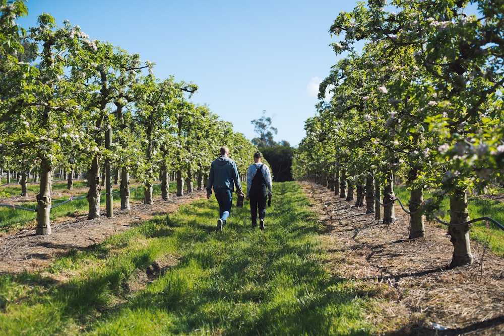 two persons walking on grasses between trees