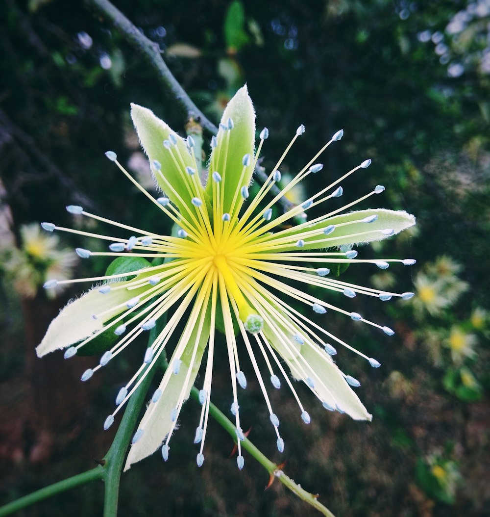 yellow flower in bloom