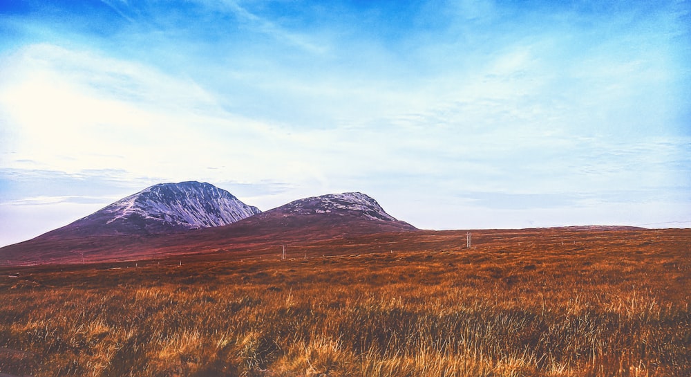 grass field