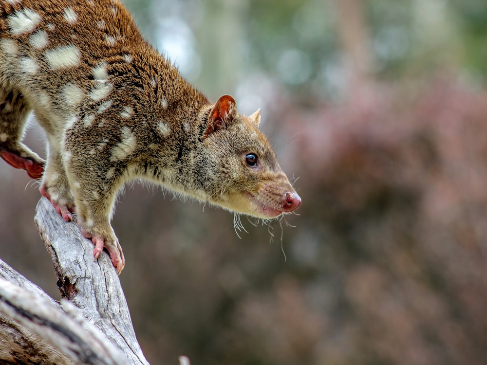 selective focus photography of brown rodent during daytime