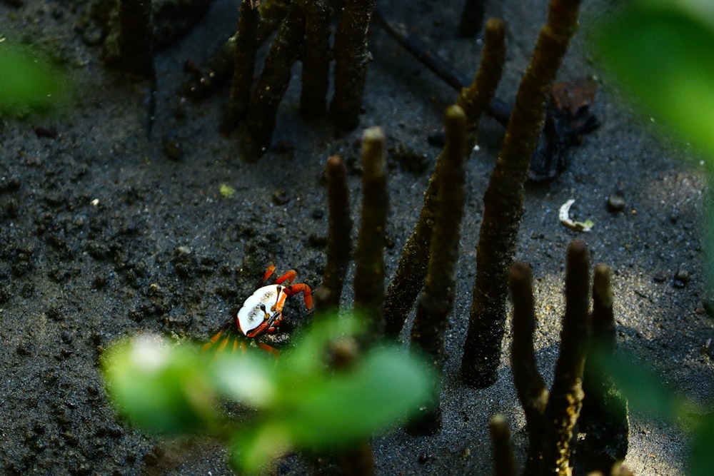 a red and white crab sitting on top of a sandy beach