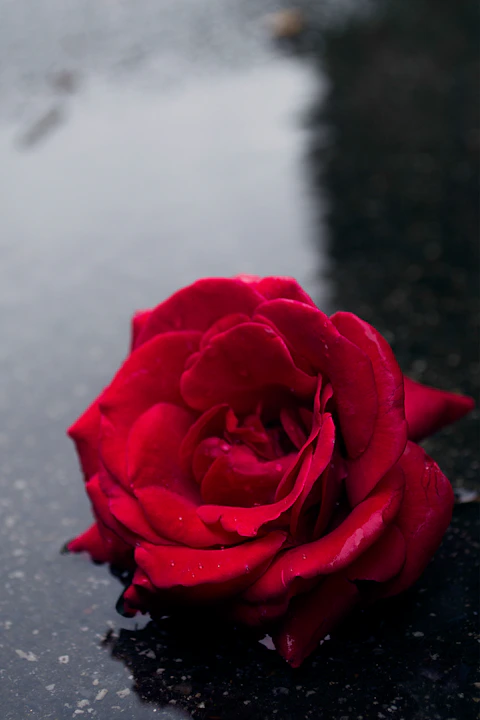 red petaled flower