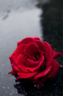 red petaled flower