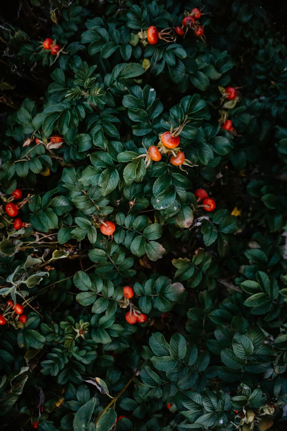 ovate green-leafed plant