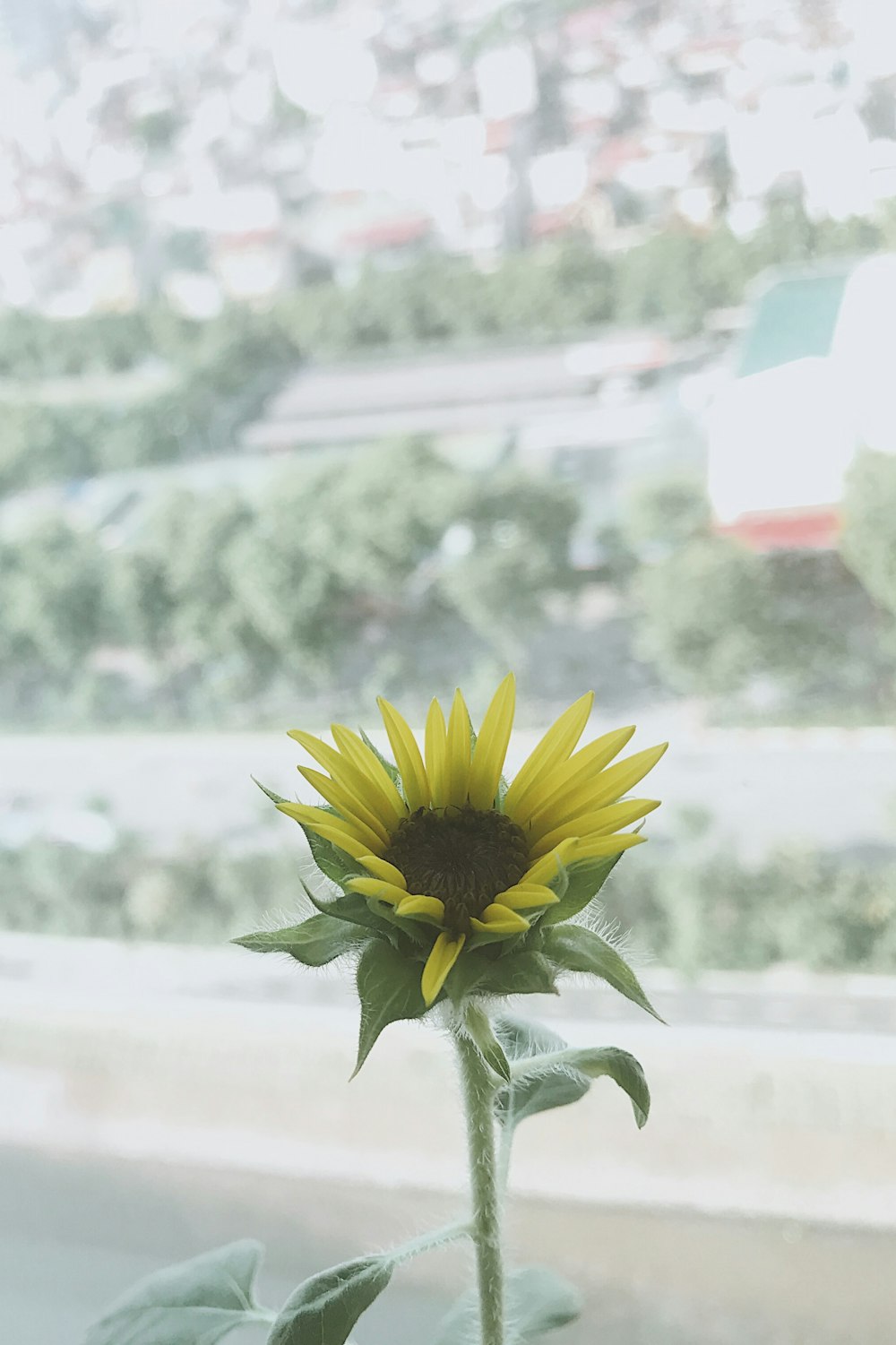 blooming sunflower at daytime