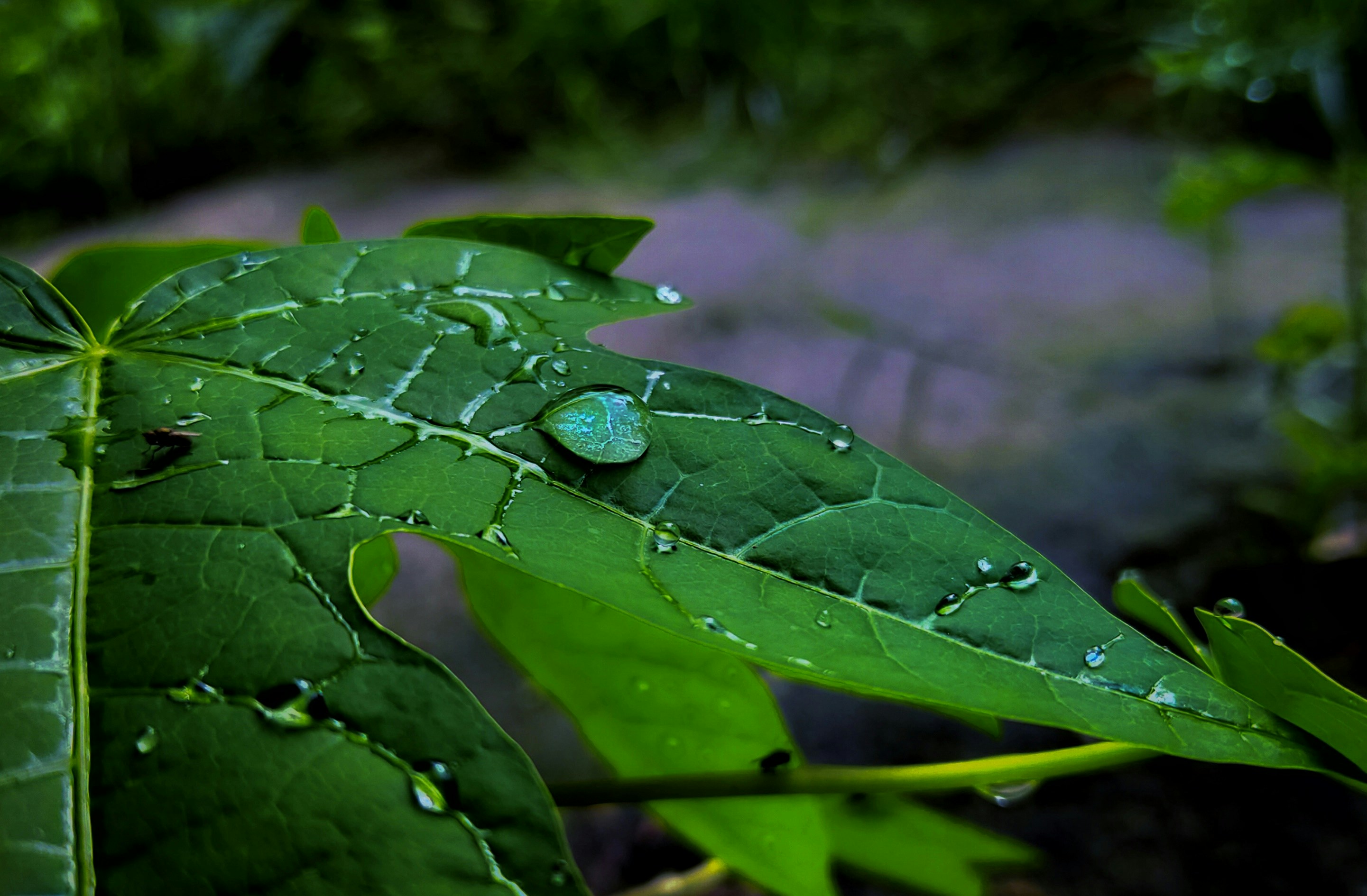 Photo by animeshchatterjee