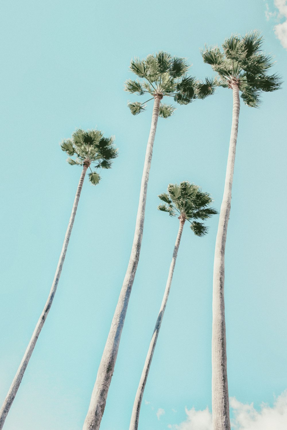 four green-leafed trees