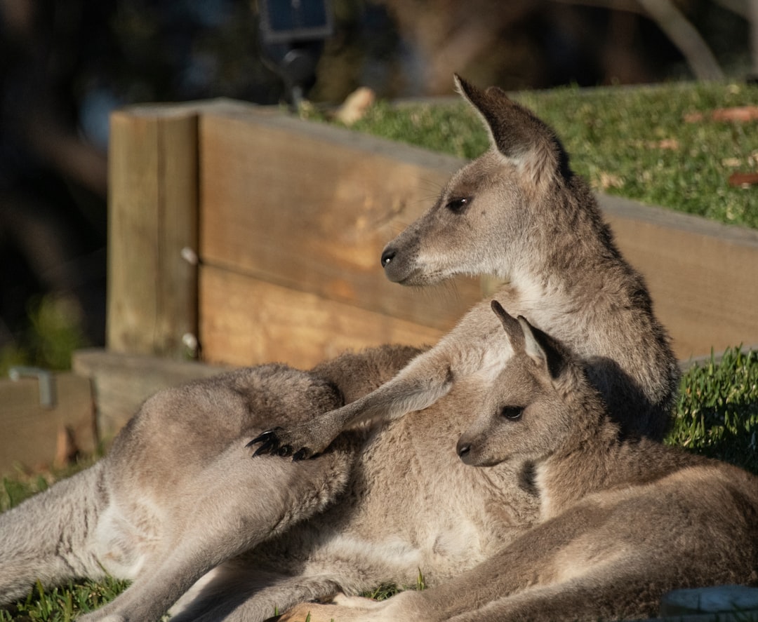 Australian Animal Pictures | Download Free Images on Unsplash