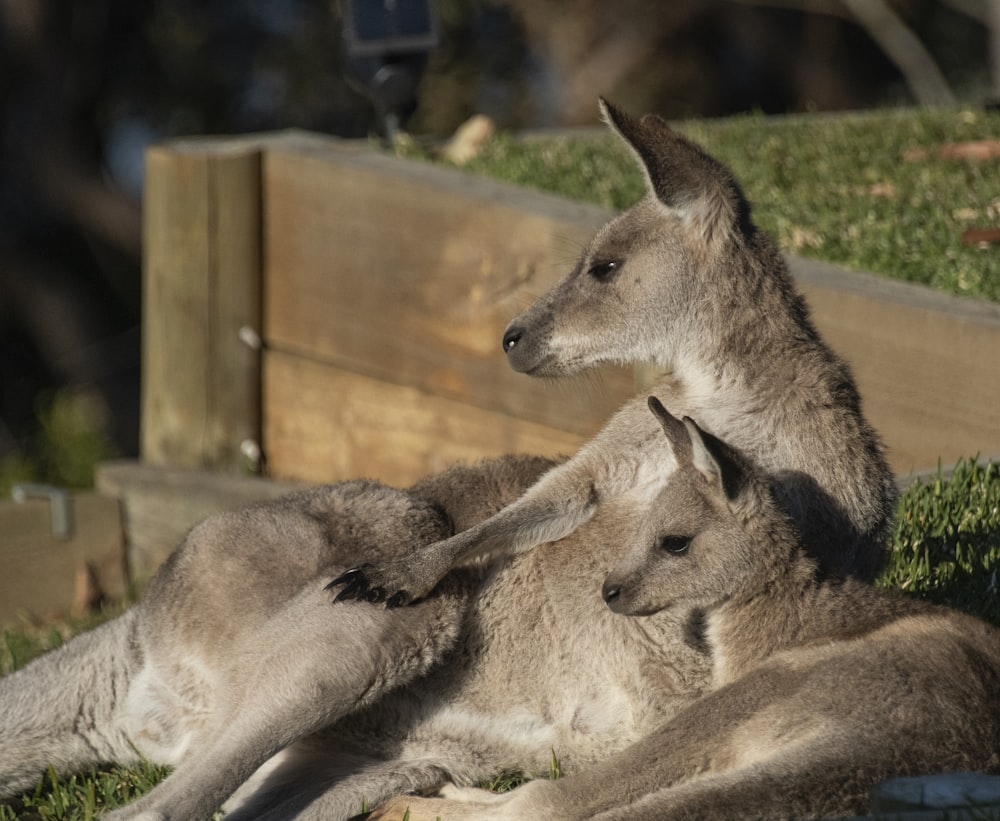 brown kangaroo