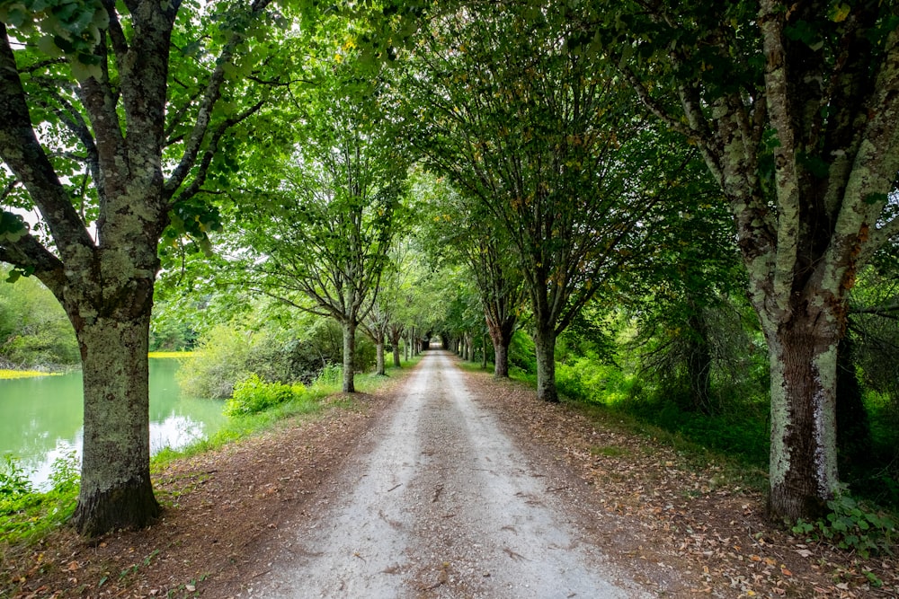 Carretera gris rodeada de hierba y árboles