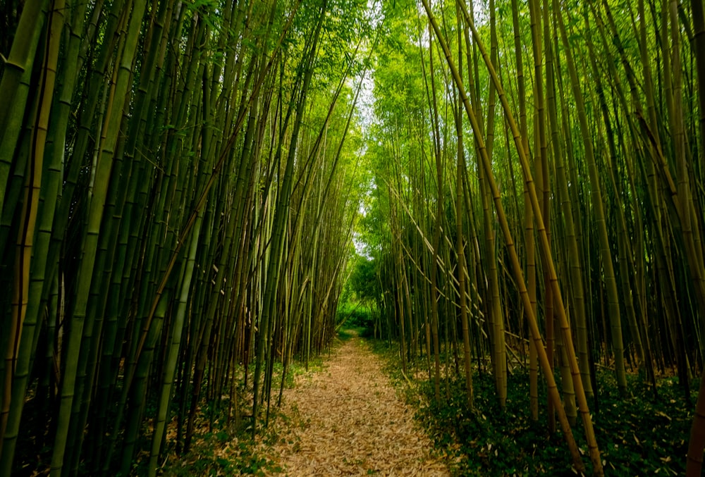 caminho de terra entre árvores de bambu