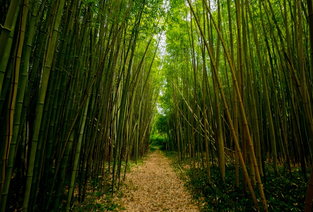 dirt pathway between bamboo trees