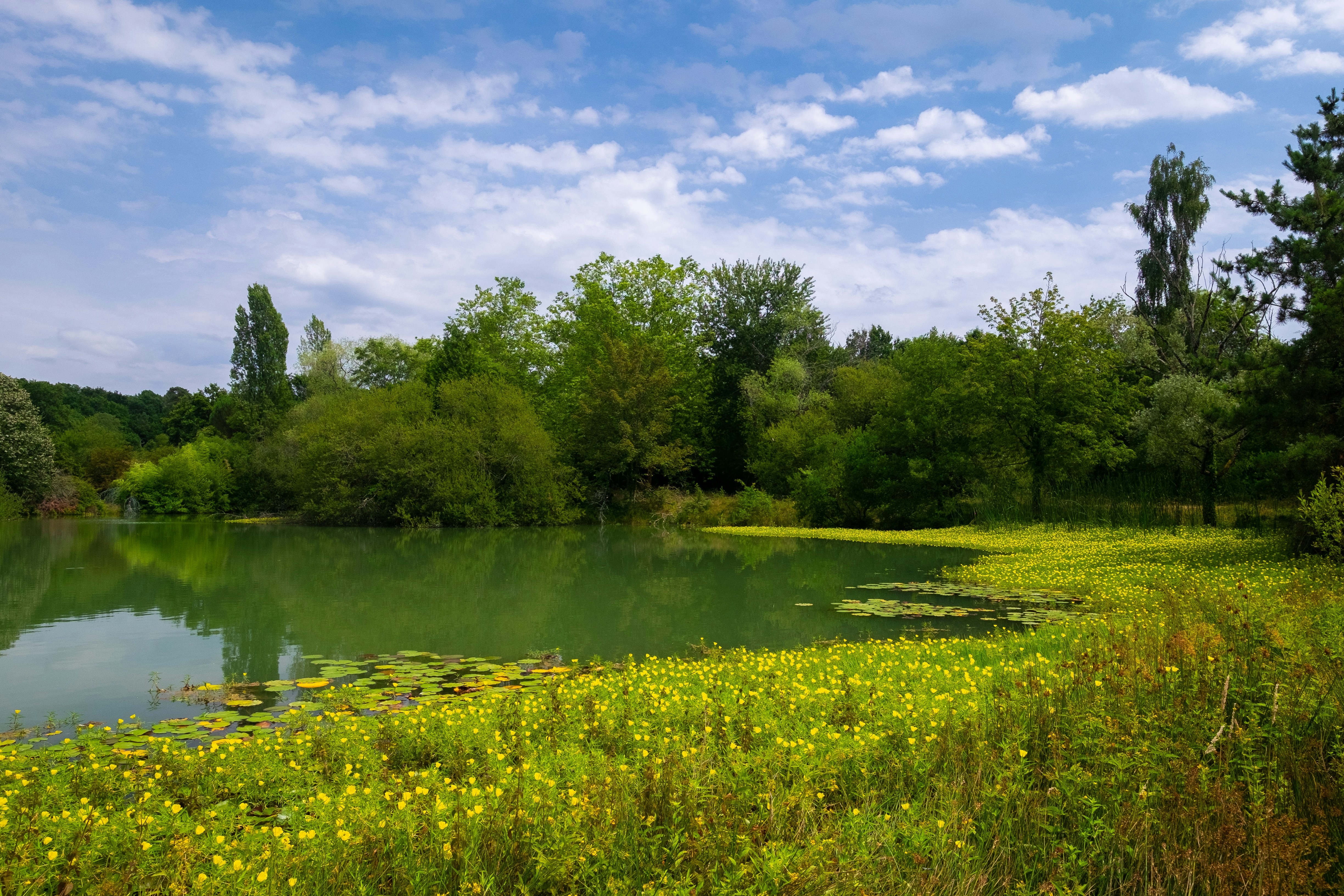 grass field and body of water impressionist teams background