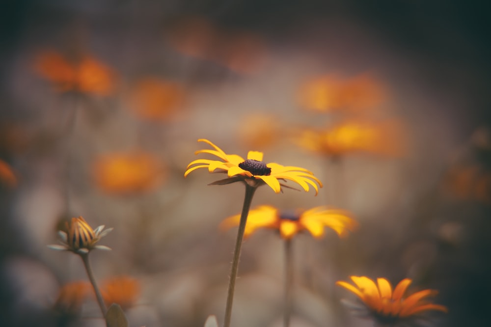 close-up photography of sun flower