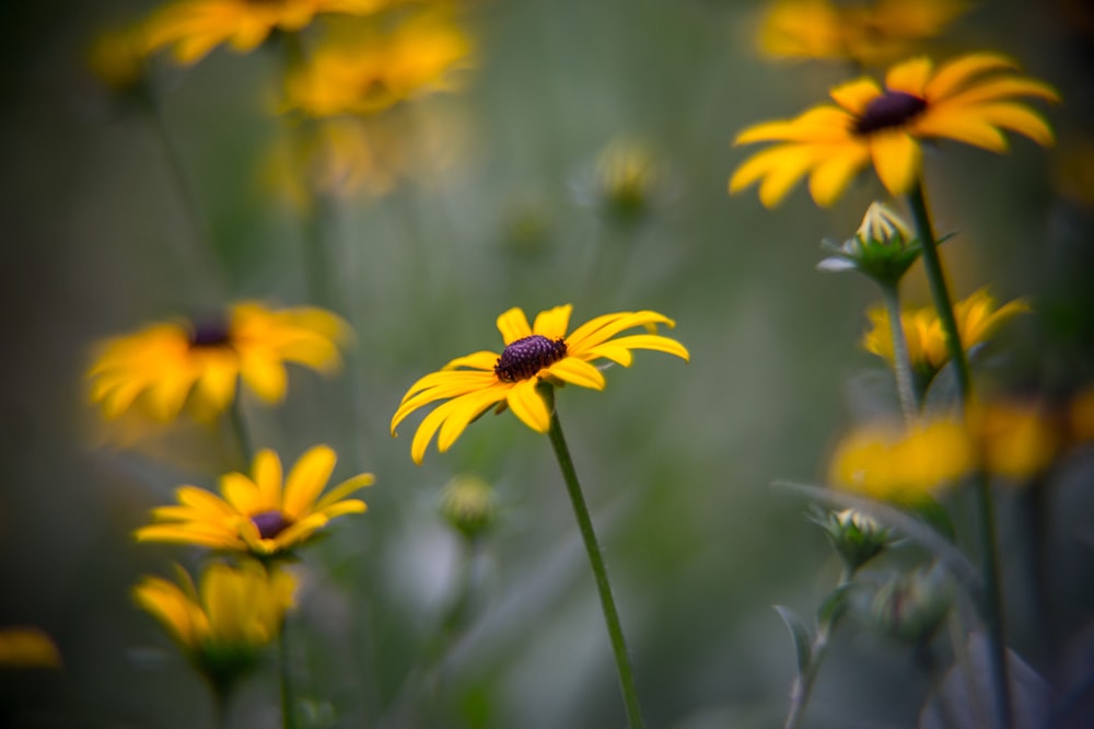 yellow petaled flower