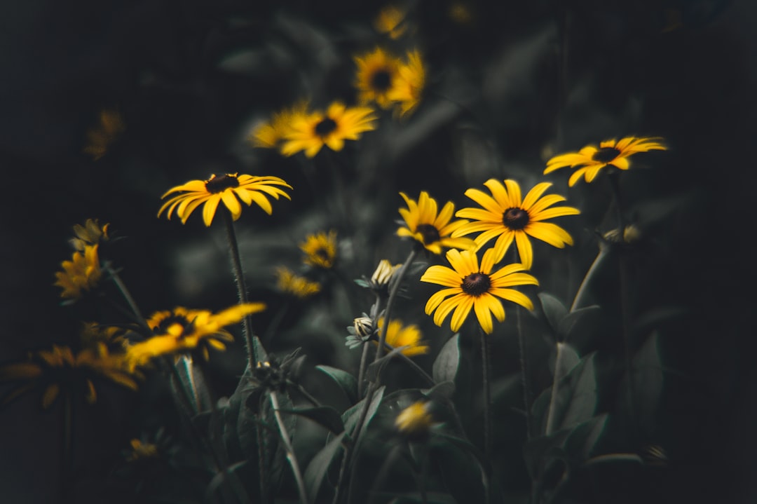 selective-focus photograph of yellow daisy