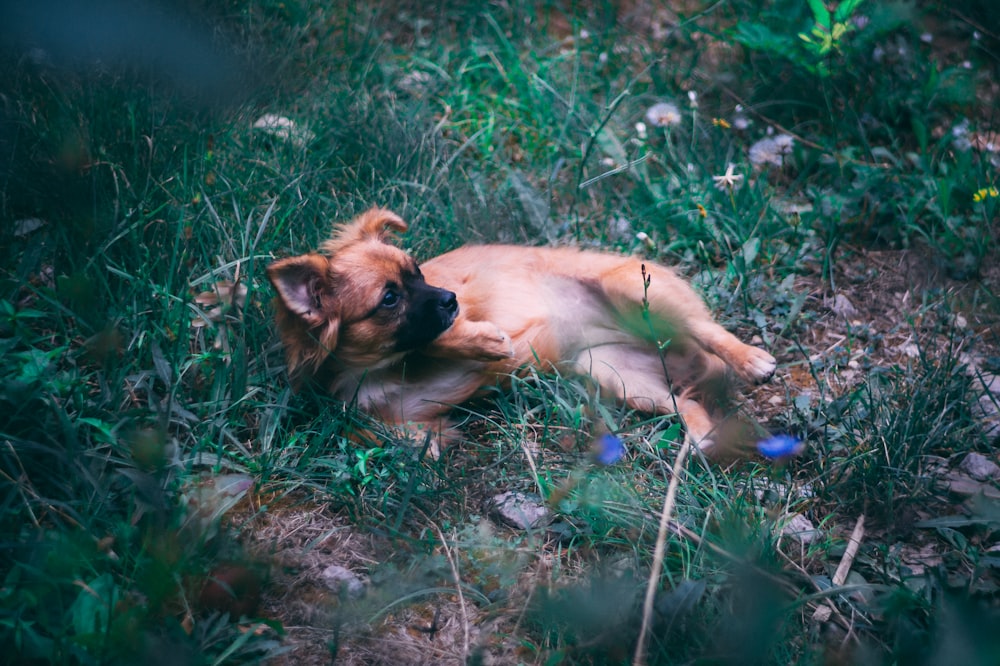short-coated brown dog lying on grass