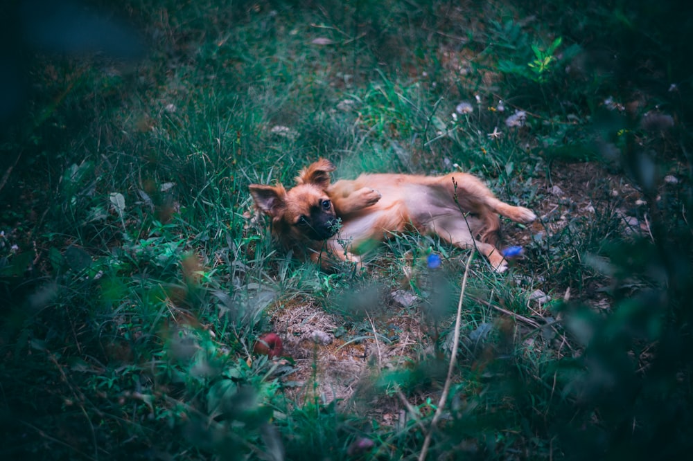 brown mid-coated fur dog