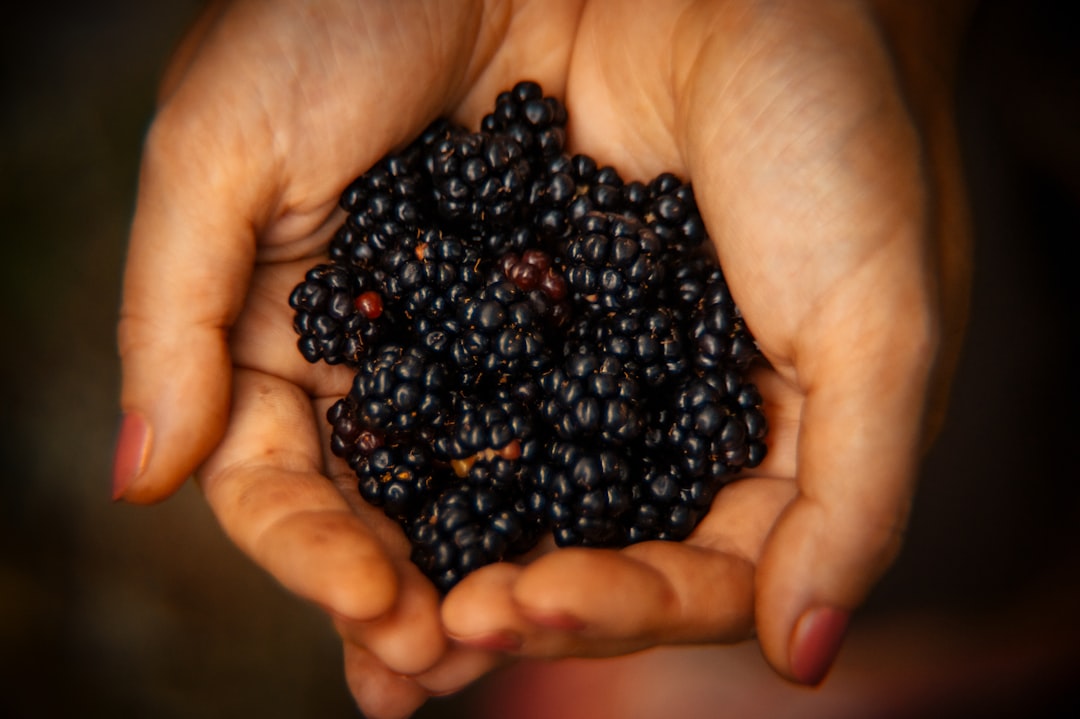 person holding blackberries