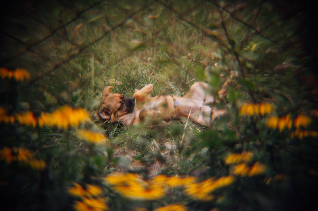 brown dog lying on grass