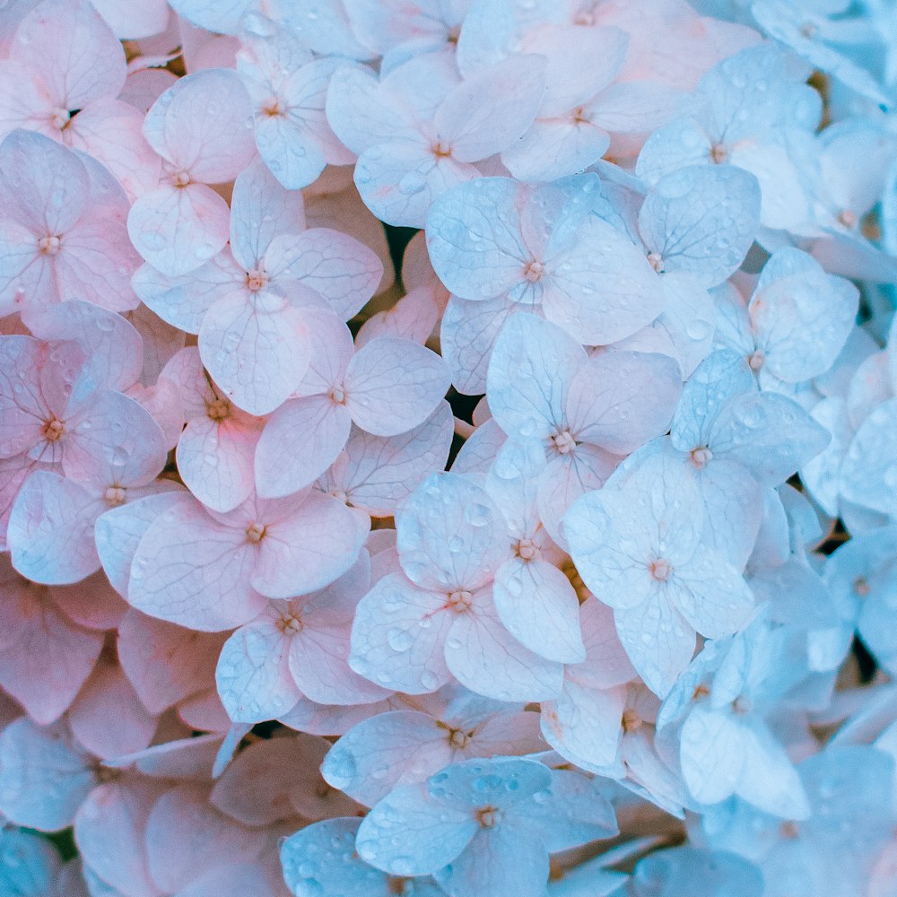Flor de pétalos rosados y blancos