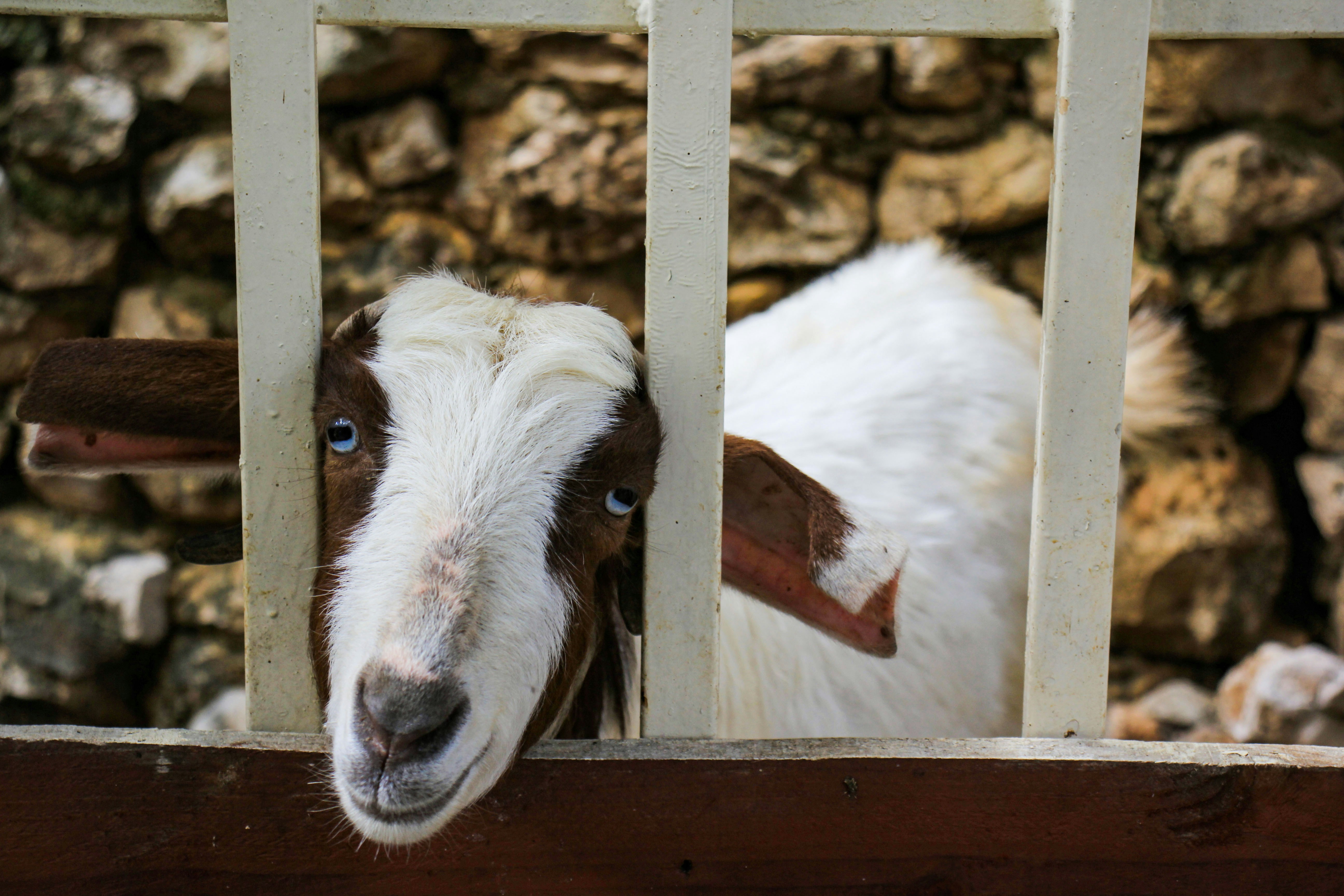 A white goat with brown ears and facial markings pokes its head through a wooden fence.