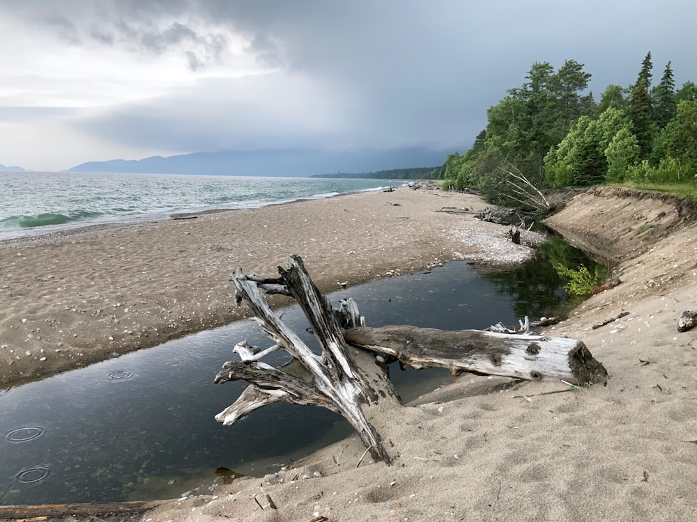 driftwood on sand