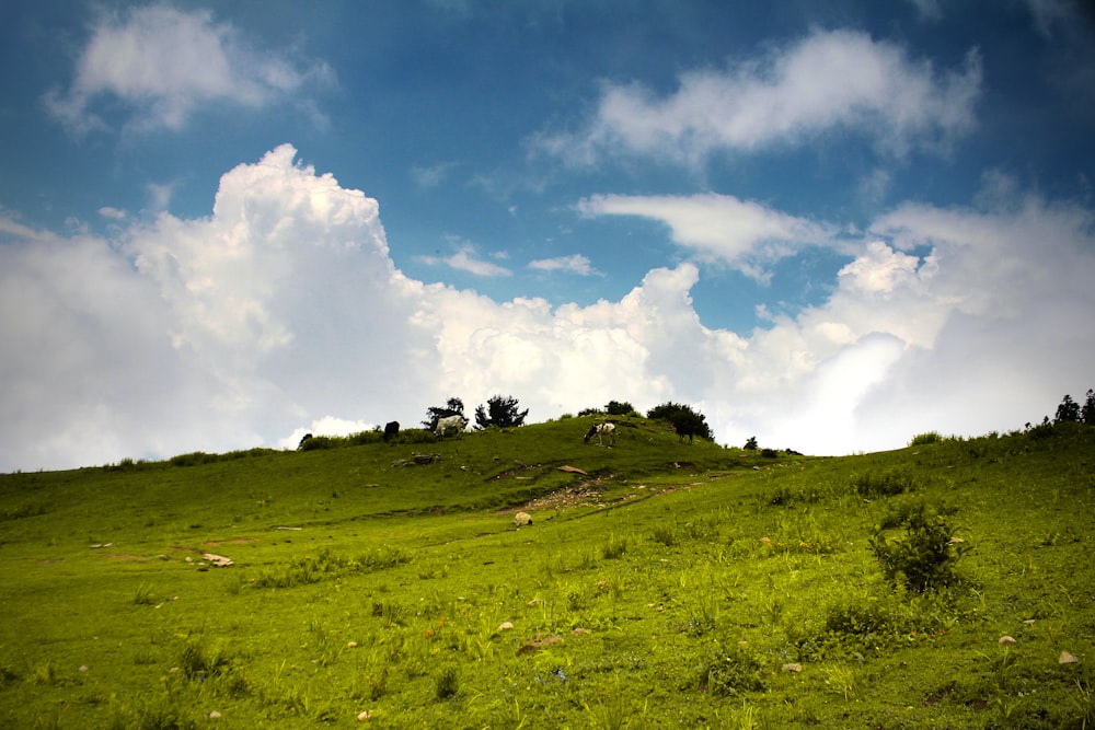 Campo de grama verde durante o dia