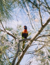 multicolored bird perched on tree