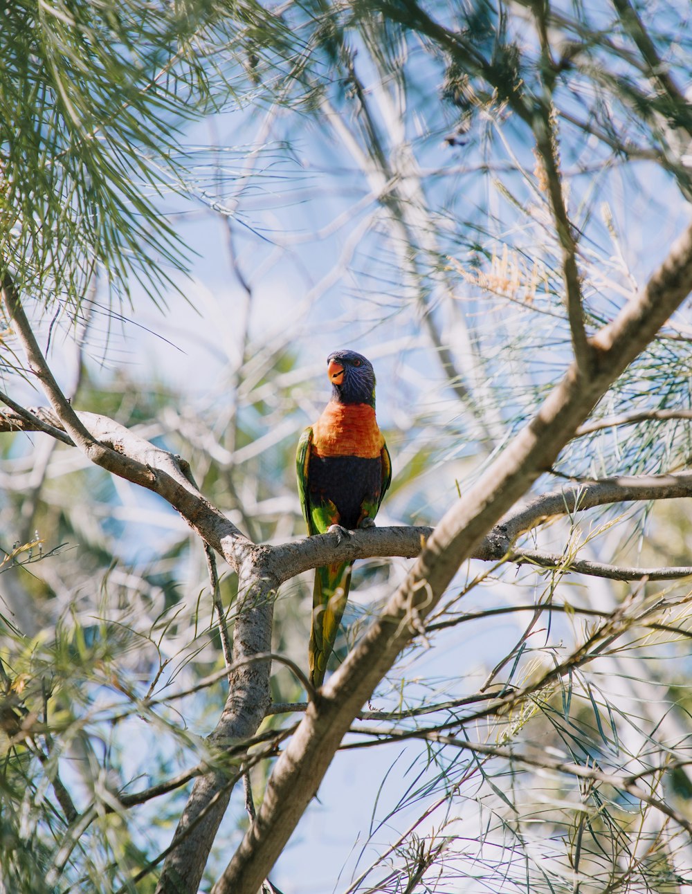 Bunter Vogel sitzt auf Baum