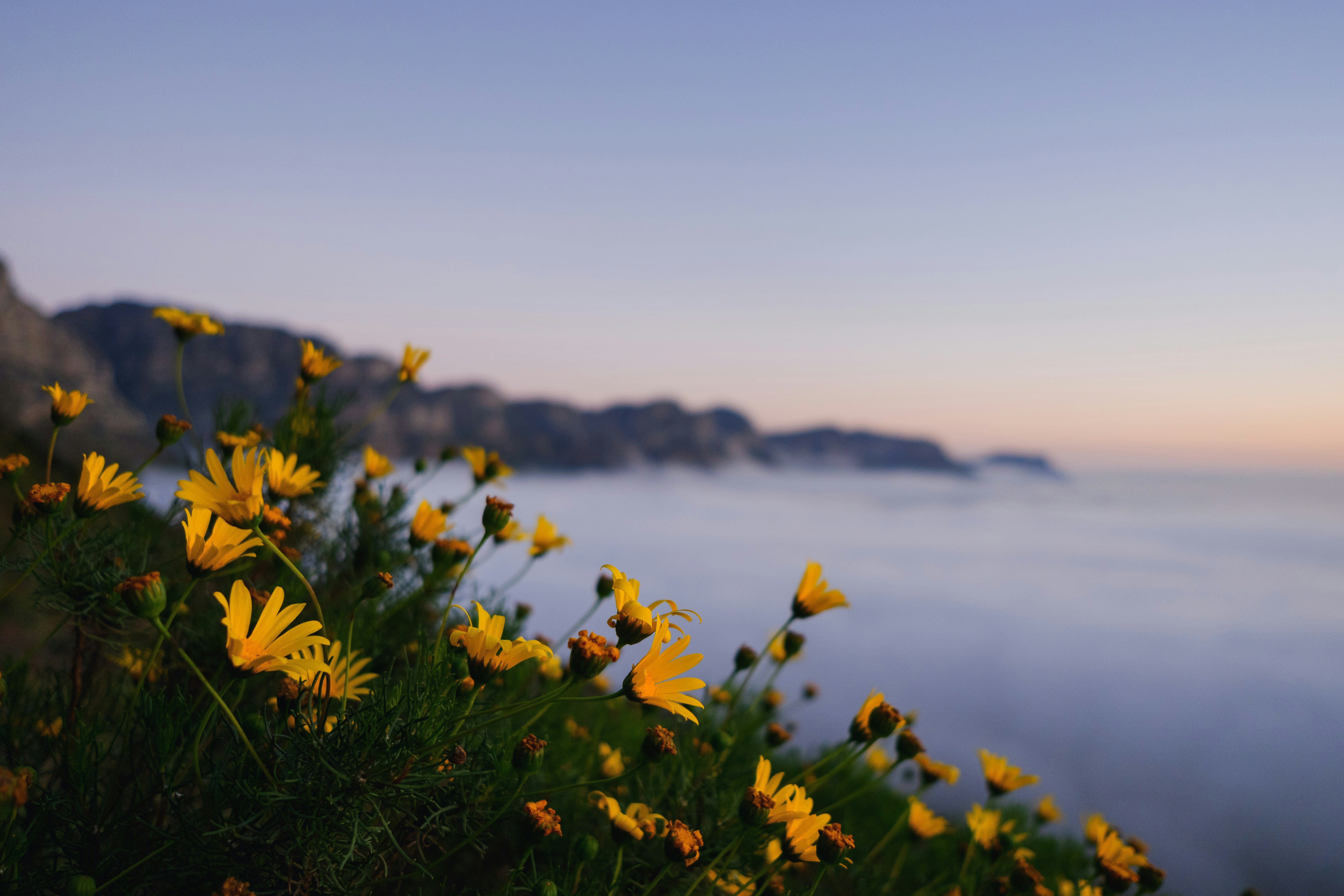 field of yellow Daisy flowers