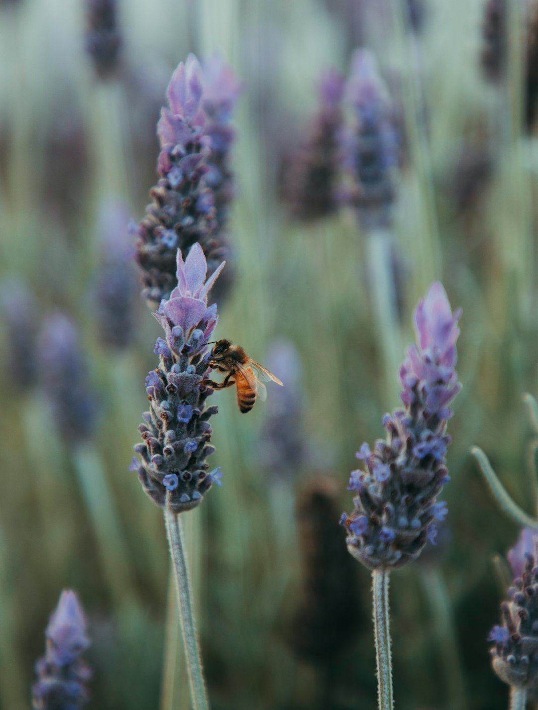 honeybee on purple flower