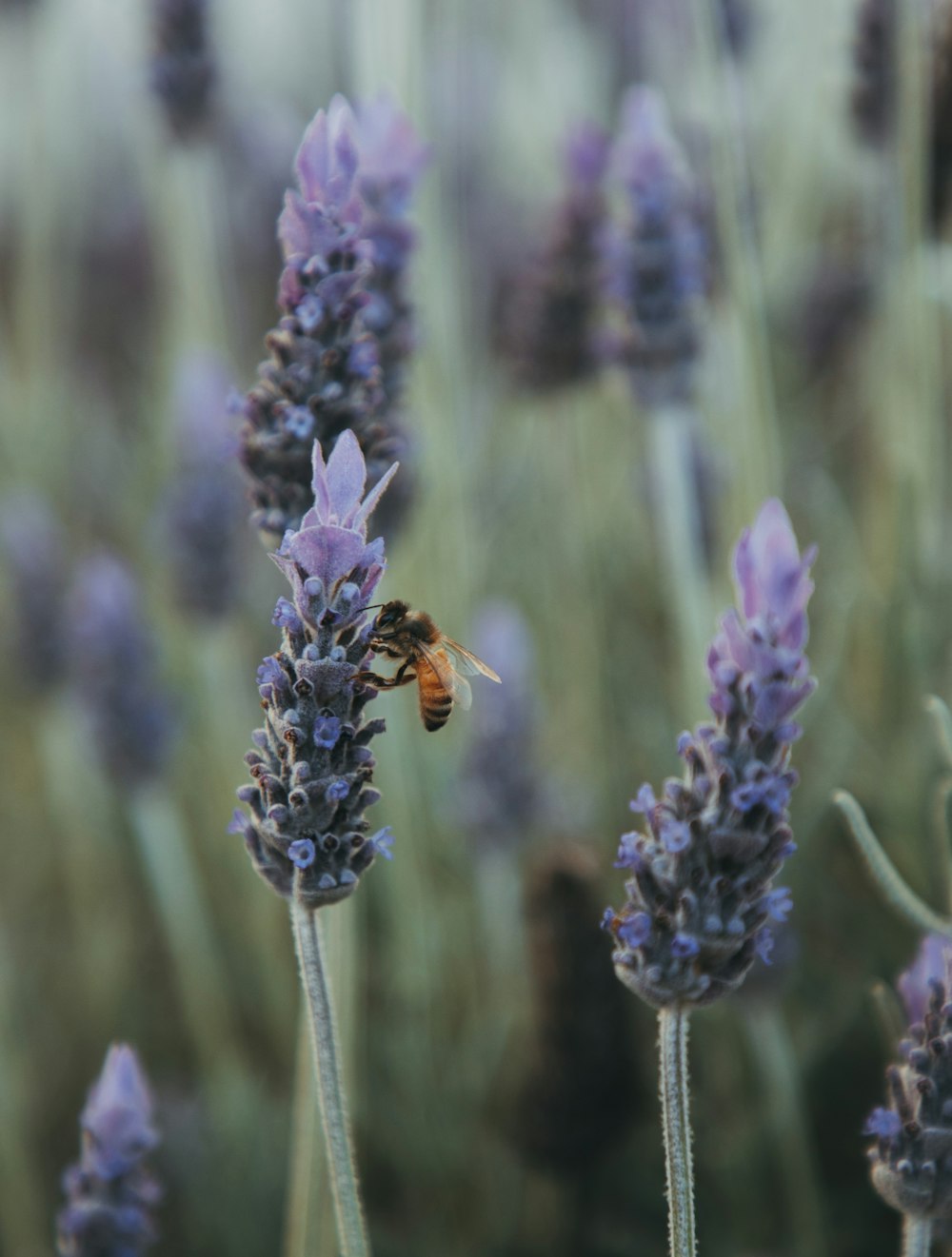 honeybee on purple flower