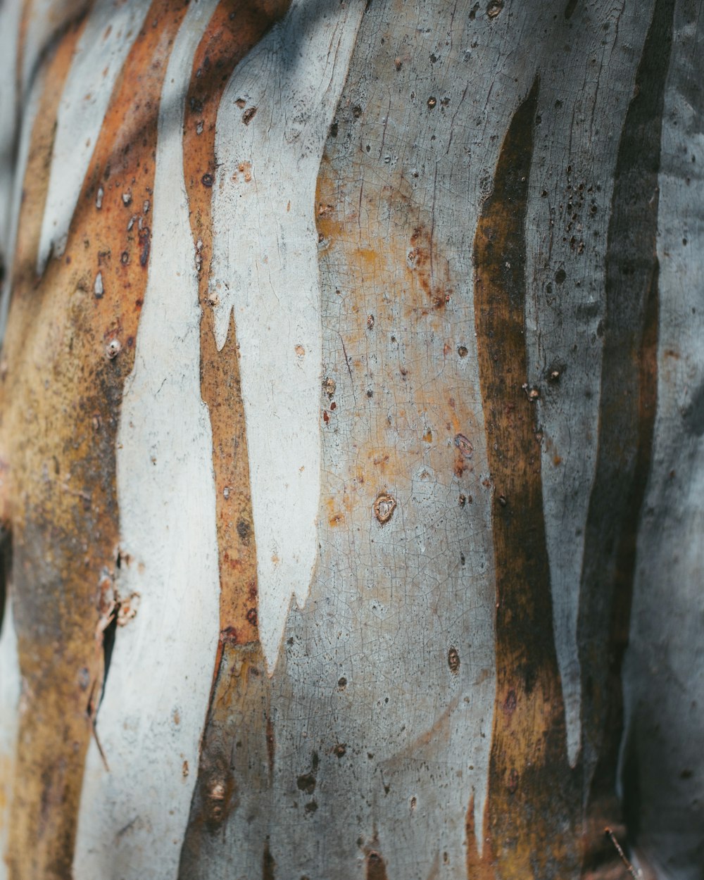 brown and grey tree trunk