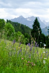 purple petaled flowers