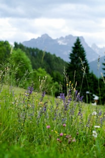 purple petaled flowers