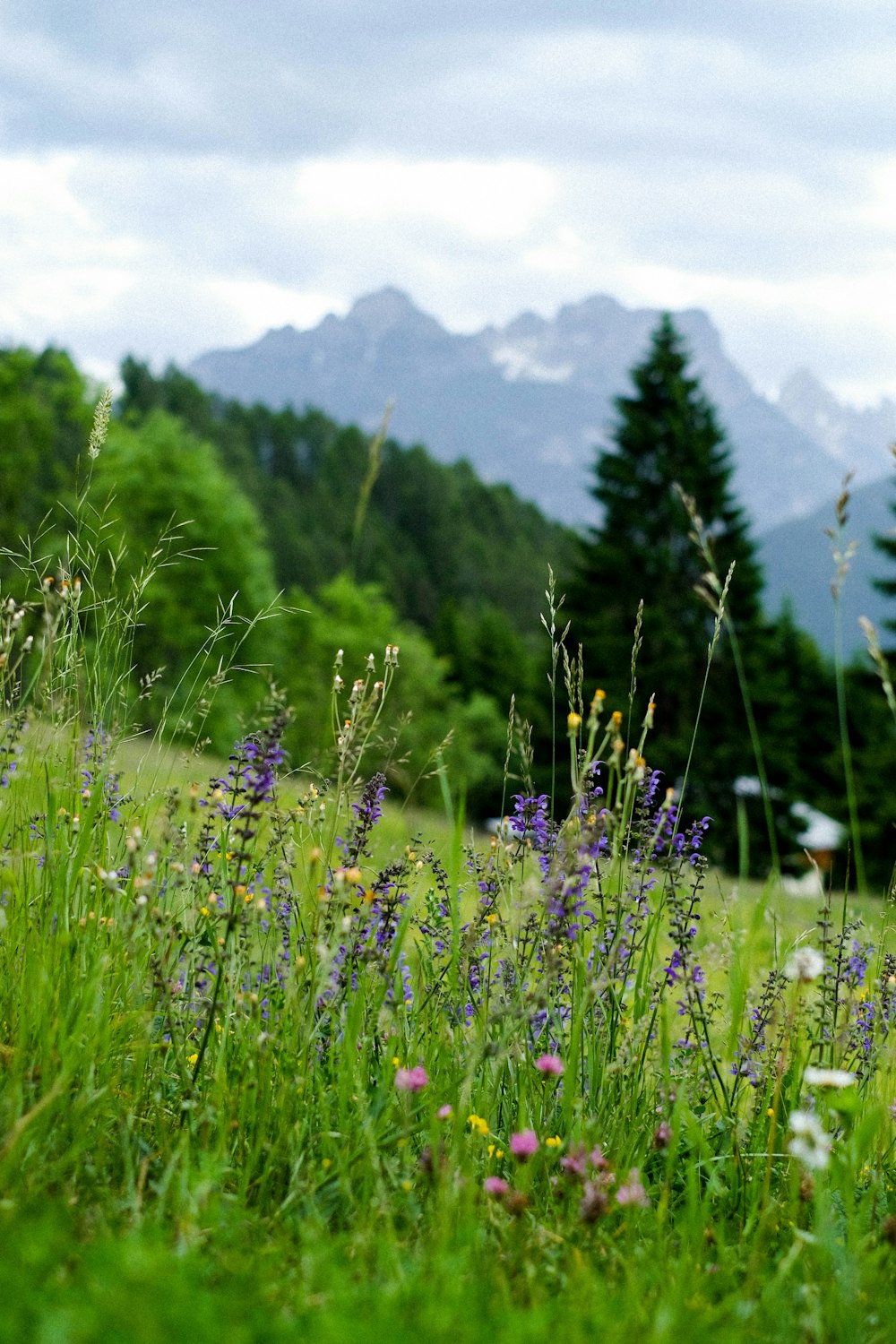 purple petaled flowers