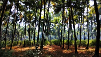 palm trees