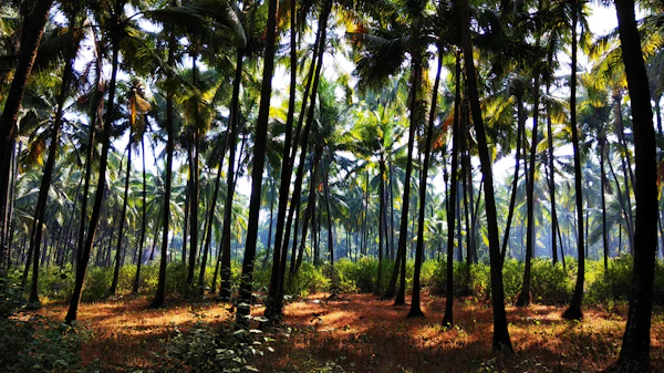 Coconut Farm Setup