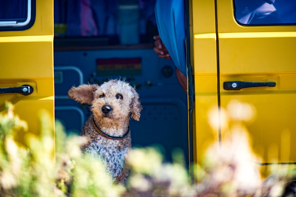 dog on doorway of van