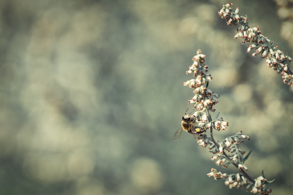 yellow bee on selective focus photography