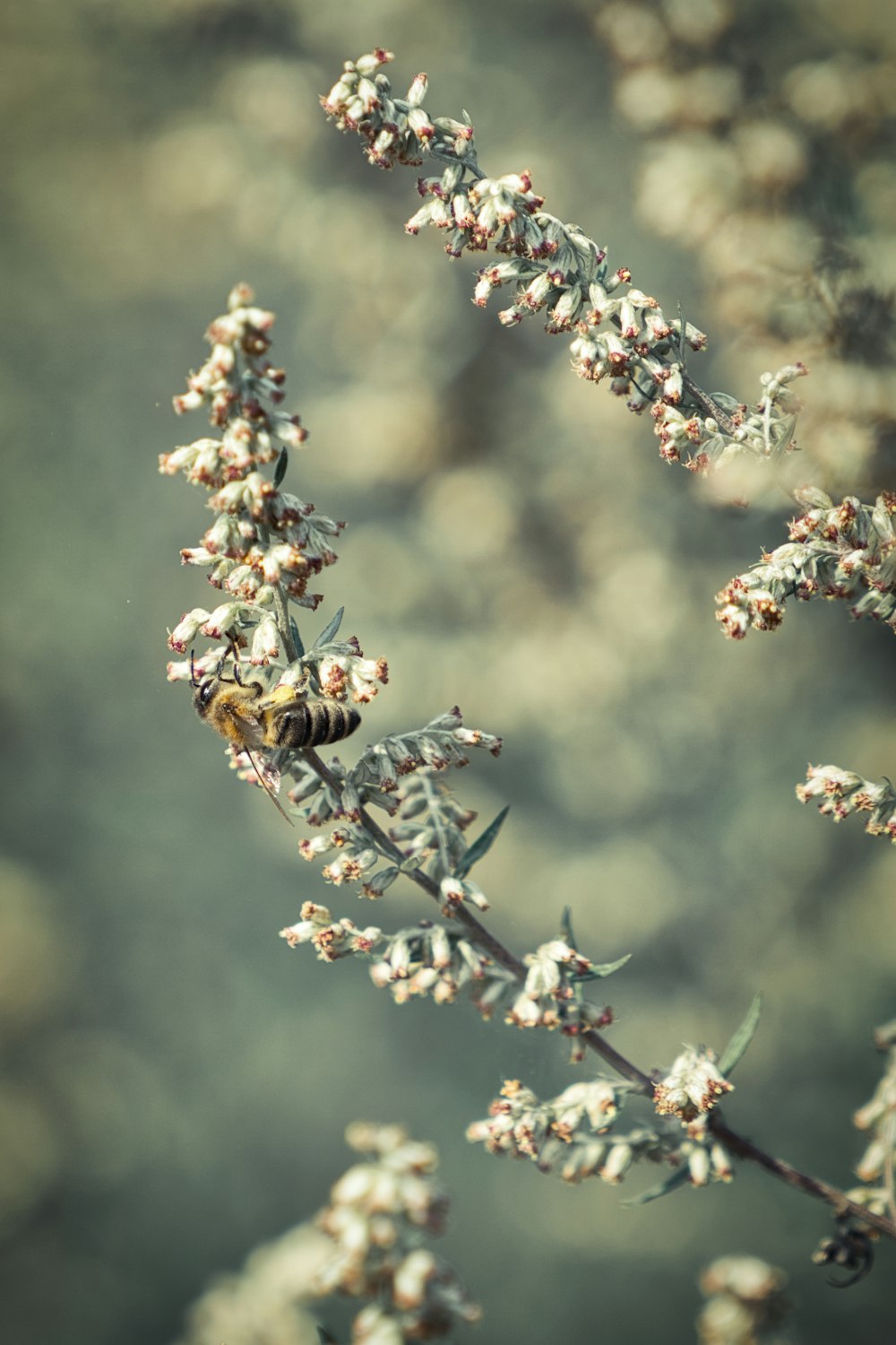 white-petaled flowers