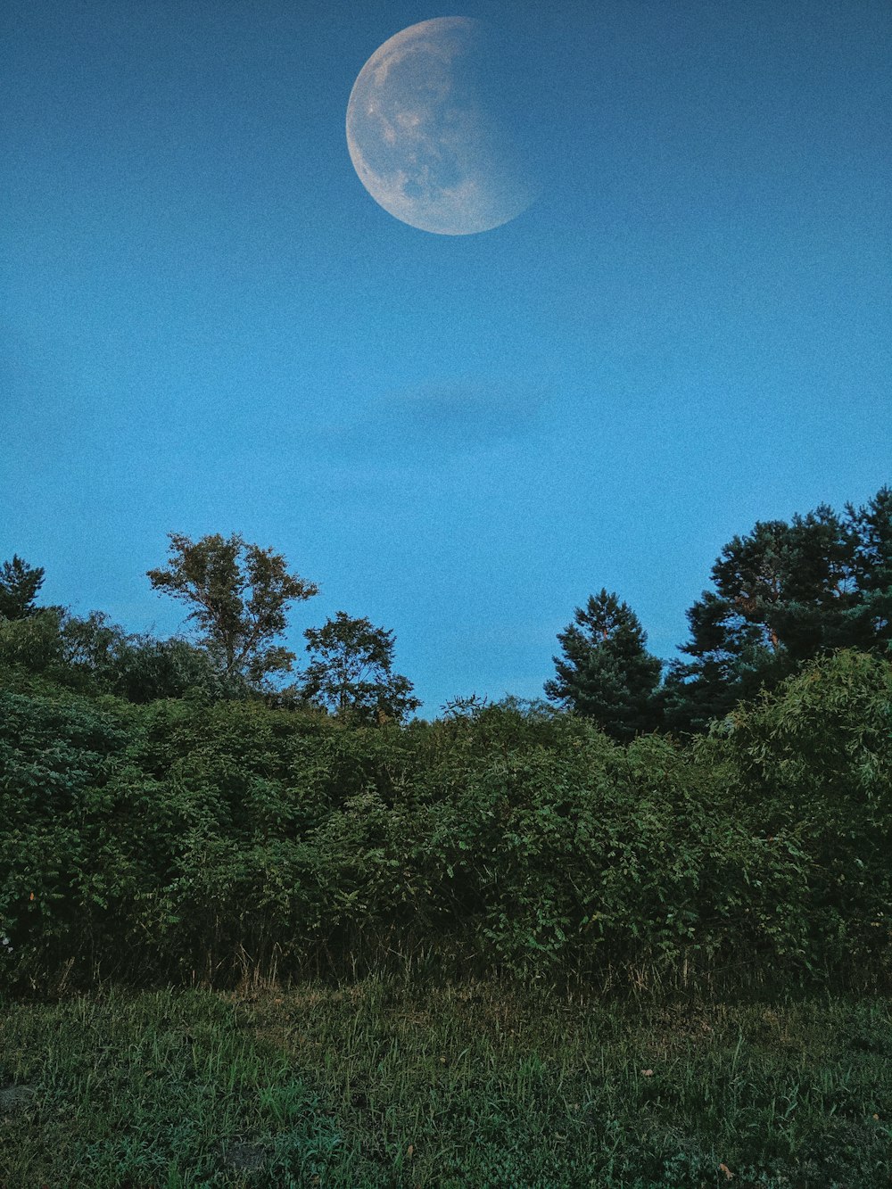green field surrounded with tall and green trees showing full moon