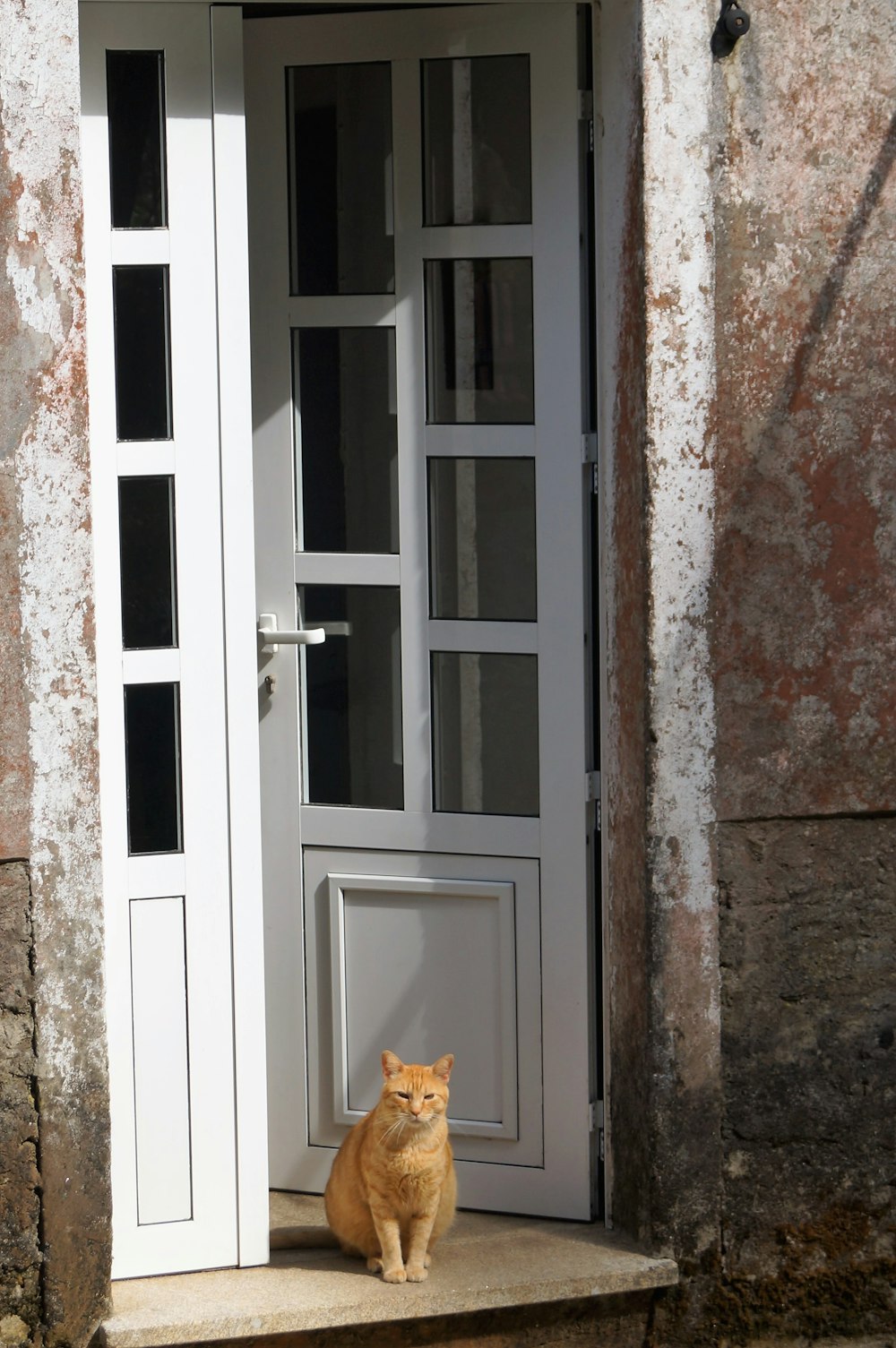 orange tabby cat on doorway