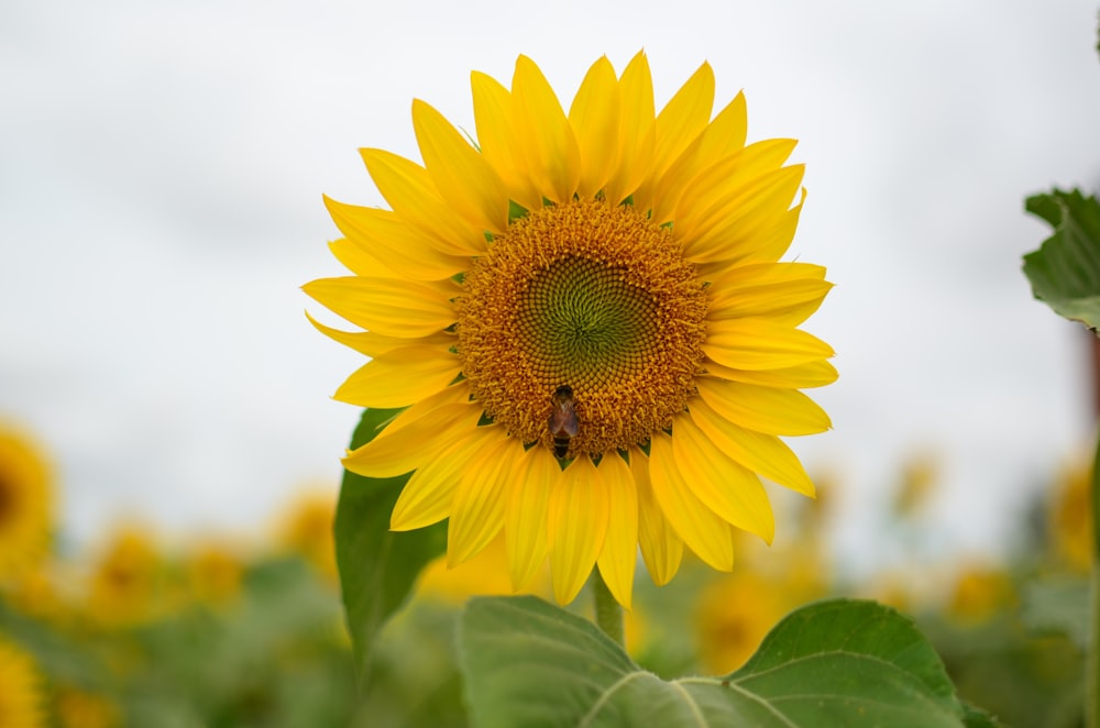 insect on yellow sunflower