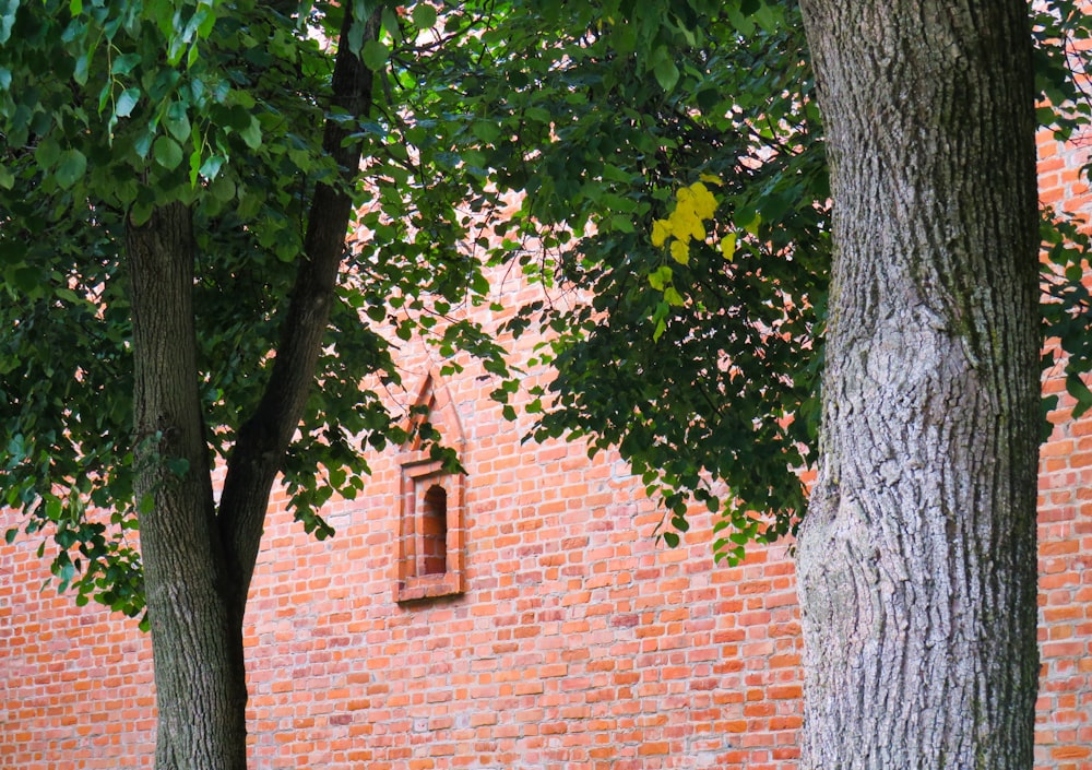 trees in front of brown brick building with window