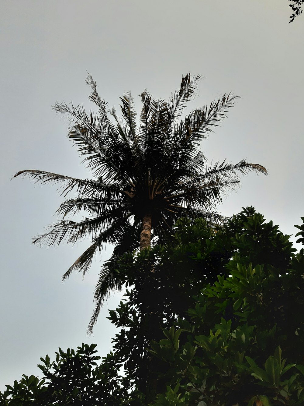 coconut tree