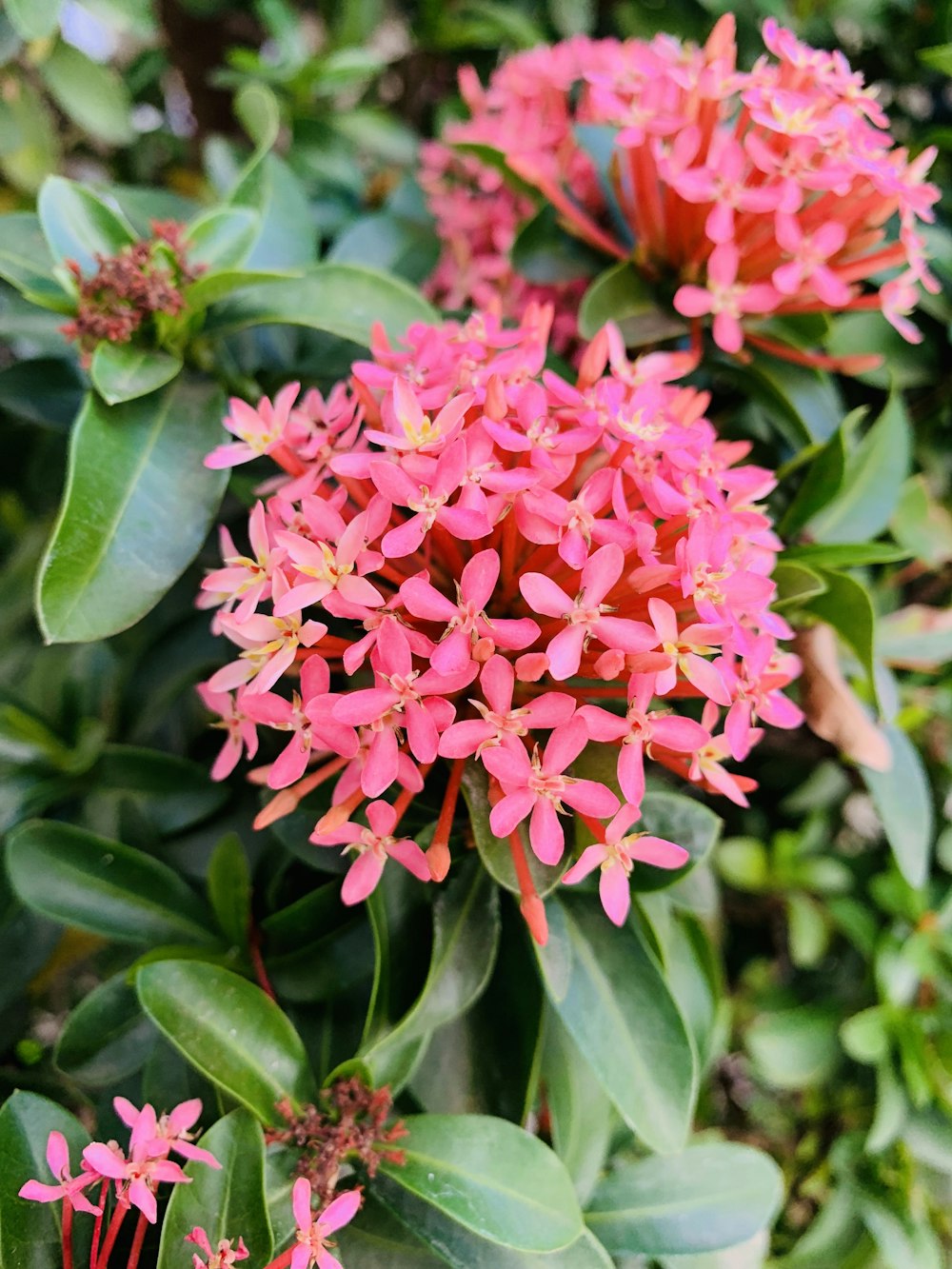 pink-petaled flowers