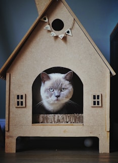 short-furred white cat on cat house