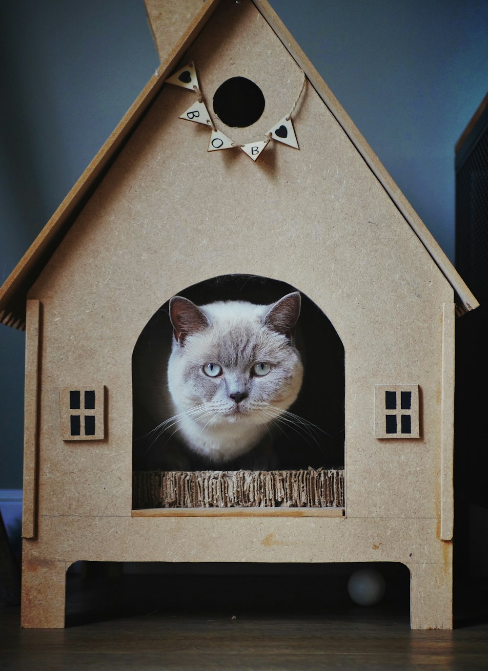 short-furred white cat on cat house
